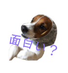 ジャックラッセルテリア      ～ポピー～（個別スタンプ：9）