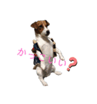 ジャックラッセルテリア      ～ポピー～（個別スタンプ：11）