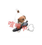 ジャックラッセルテリア      ～ポピー～（個別スタンプ：12）