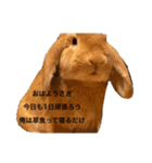 ロップイヤー ポムくんのスタンプ（個別スタンプ：1）