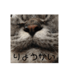 もふねこさん。（個別スタンプ：3）