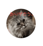 もふねこさん。（個別スタンプ：4）