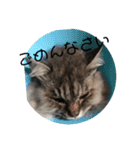 もふねこさん。（個別スタンプ：5）