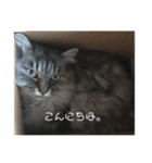もふねこさん。（個別スタンプ：7）
