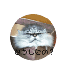もふねこさん。（個別スタンプ：8）