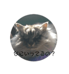 もふねこさん。（個別スタンプ：9）