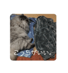 もふねこさん。（個別スタンプ：12）