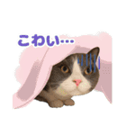 ねこva14期！（個別スタンプ：4）