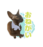 ねこva14期！（個別スタンプ：10）
