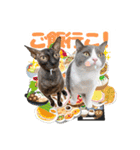 ねこva14期！（個別スタンプ：15）