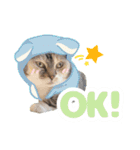 ねこva14期！（個別スタンプ：16）