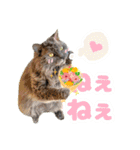 ねこva14期！（個別スタンプ：18）