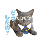 ねこva14期！（個別スタンプ：20）