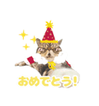 ねこva14期！（個別スタンプ：22）