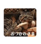新しゃけさんのスタンプ（個別スタンプ：1）