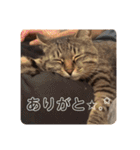 新しゃけさんのスタンプ（個別スタンプ：2）
