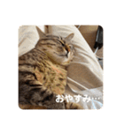 新しゃけさんのスタンプ（個別スタンプ：3）