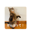 新しゃけさんのスタンプ（個別スタンプ：4）
