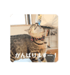 新しゃけさんのスタンプ（個別スタンプ：5）
