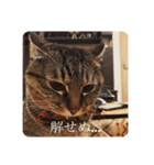 新しゃけさんのスタンプ（個別スタンプ：14）