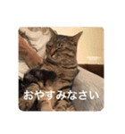 新しゃけさんのスタンプ（個別スタンプ：15）