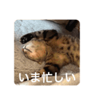 新しゃけさんのスタンプ（個別スタンプ：17）