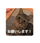 新しゃけさんのスタンプ（個別スタンプ：18）