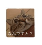 新しゃけさんのスタンプ（個別スタンプ：24）