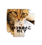 はっちゃんてんちゃん5（個別スタンプ：7）