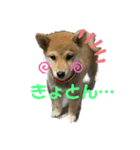 きな子はんの日常第7弾（個別スタンプ：1）