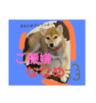 きな子はんの日常第7弾（個別スタンプ：7）