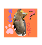きな子はんの日常第7弾（個別スタンプ：8）