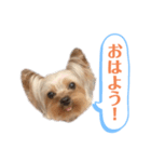 ココちゃんスタンプ♫（個別スタンプ：1）