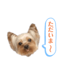ココちゃんスタンプ♫（個別スタンプ：7）