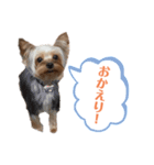 ココちゃんスタンプ♫（個別スタンプ：8）