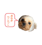 ココちゃんスタンプ♫（個別スタンプ：9）