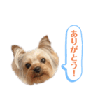 ココちゃんスタンプ♫（個別スタンプ：11）