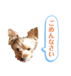 ココちゃんスタンプ♫（個別スタンプ：13）