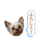 ココちゃんスタンプ♫（個別スタンプ：14）