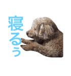 プッチともこりん（個別スタンプ：4）