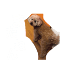 プッチともこりん（個別スタンプ：5）
