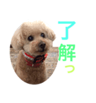 プッチともこりん（個別スタンプ：6）