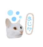 ひひそそくん（個別スタンプ：2）