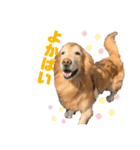 愛犬、こじろうの気持ち（FULL）（個別スタンプ：2）