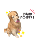 愛犬、こじろうの気持ち（FULL）（個別スタンプ：3）