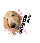 愛犬、こじろうの気持ち（FULL）（個別スタンプ：4）