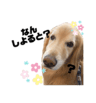 愛犬、こじろうの気持ち（FULL）（個別スタンプ：5）