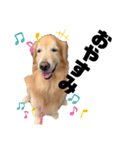 愛犬、こじろうの気持ち（FULL）（個別スタンプ：6）