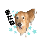 愛犬、こじろうの気持ち（FULL）（個別スタンプ：7）
