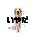 愛犬、こじろうの気持ち（FULL）（個別スタンプ：8）